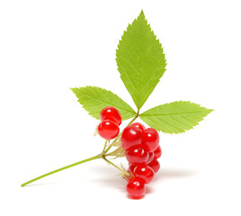 Ripe stone berry isolated on white background