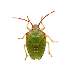 Bug Acanthosoma haemorrhoidale isolated on white background
