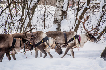 Naklejka premium Northern house deer