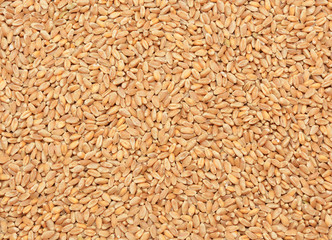 Wheat grain background