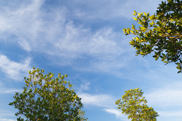 Treetop with deep blue sky. Copy-space at the left. You can put any text you want.