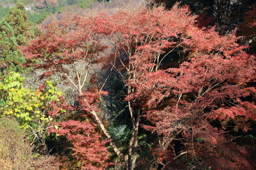 Autumn Nara : Yoshino Nara Japan