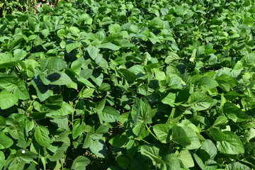 大豆畑 ／ 山形県鶴岡市で、大豆畑の風景を撮影した写真です。