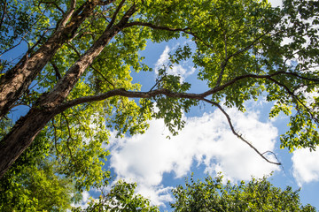 Forest trees in spring season. nature green wood sunlight backgrounds.Saturate color.