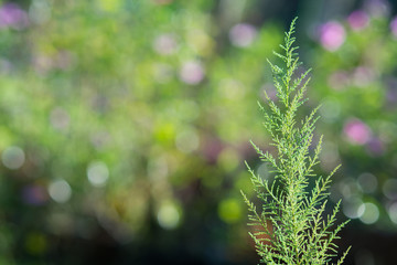Fototapeta na wymiar Pine leaf with blur background and bokeh. Little rim light and little warm tone.