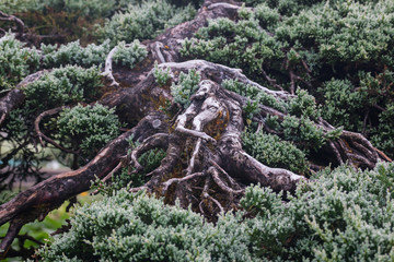 Forrest of green pine trees on mountainside

