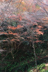 Fototapeta premium Autumn Nara : Yoshino Nara Japan