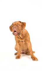 Cute bordeaux dogue looking up with its mouth open on a white background