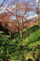 Obraz premium Autumn Nara : Yoshino Nara Japan