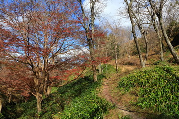 Autumn Nara : Yoshino Nara Japan