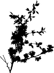 cherry tree isolated blossoming branch black silhouette