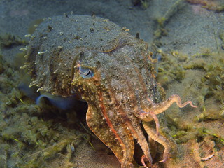 Cuttlefish