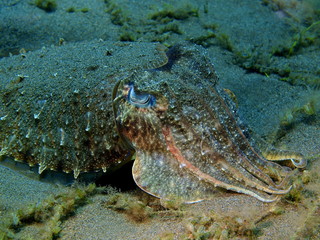 Fototapeta na wymiar Cuttlefish
