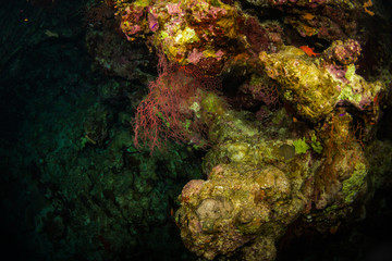 Coral garden