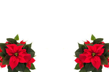 Red christmas flowers in the corners of the picture frame on a white background