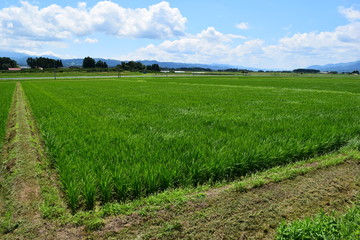 Fototapeta na wymiar 田植え３ヶ月後の田園風景