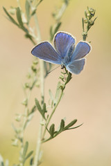 Male blue icarus butterfly hanging with wings open on grass