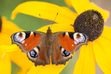 Peacock butterfly resting on a yellow butterfly