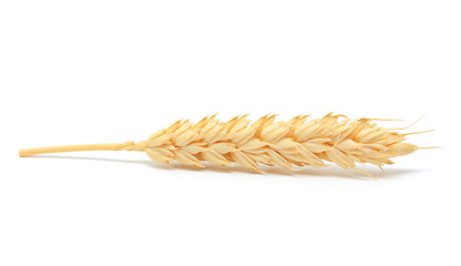 Wheat ear isolated on white background © texturis