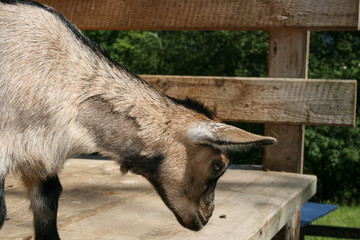 Fototapeta premium Small goat