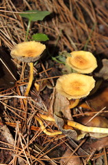 Cantharellus cibarius mushrooms