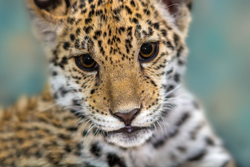 Fototapeta premium Jaguar baby close up portrait on blue background