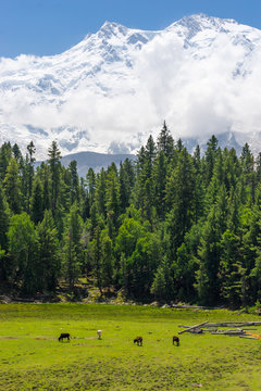 Nanga Parbat mountain and pine tree forest, Fairy Meadow, Pakist