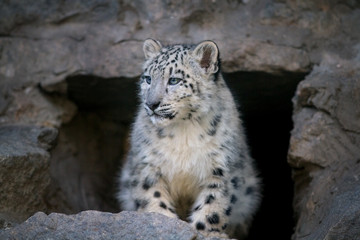 Naklejka premium Cute snow leopard baby sitting on rock