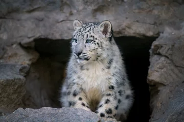 Foto op Canvas Cute snow leopard baby  sitting on rock © kwadrat70