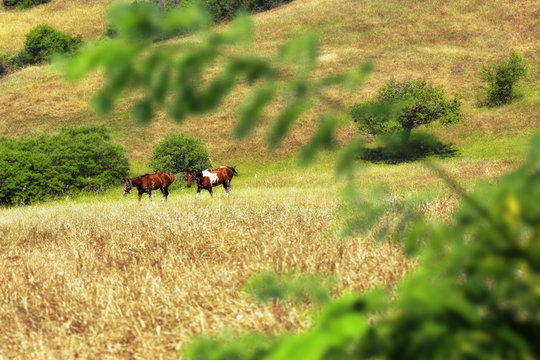 an image of horses in nature