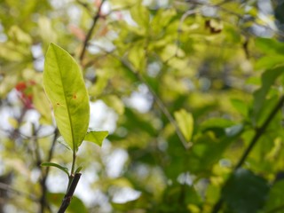 Leaves