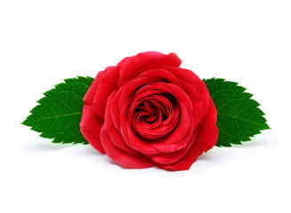Red rose with leaves isolated on white background