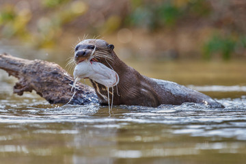 Giant river otter in the nature habitat, wild brasil, brasilian wildlife, pantanal, watter animal,...
