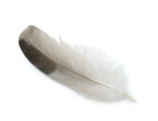  Feather isolated on a white background