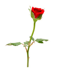 Red rose isolated on white background