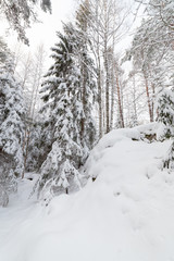 Trees in snow covered forest
