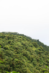 Fototapeta na wymiar Rainforest landscape in Monteverde Costa Rica