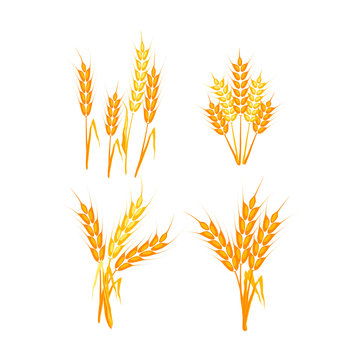 Wheat spikelets vector illustration.