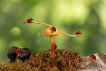 closeup many ladybugs near mushroom Armillaria  on green background