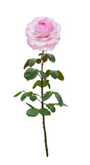 Delicate pink rose
