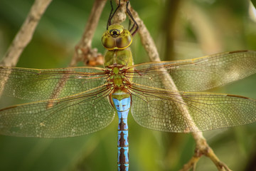 Turquoise and Green Dragonfly