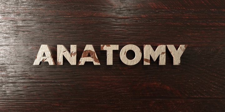 Anatomy - grungy wooden headline on Maple  - 3D rendered royalty free stock image. This image can be used for an online website banner ad or a print postcard.