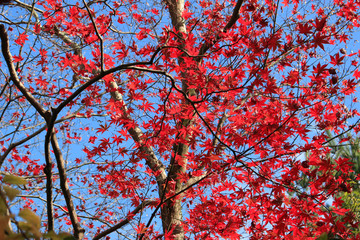 京都　紅葉と青空