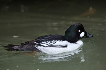 Eurasian goldeneye (Bucephala clangula clangula)