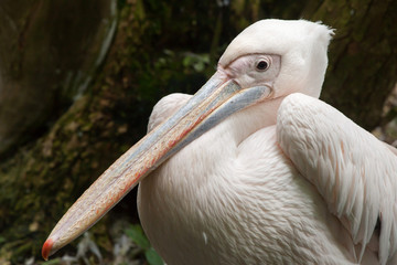 Great white pelican (Pelecanus onocrotalus).