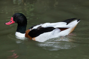 Common shelduck (Tadorna tadorna).