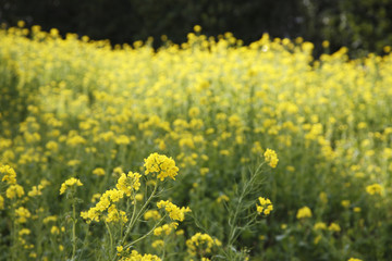 Obraz premium 菜の花