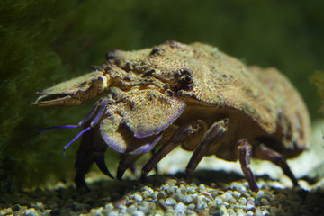 Mediterranean slipper lobster (Scyllarides latus)