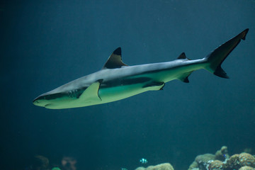 Blacktip reef shark (Carcharhinus melanopterus)