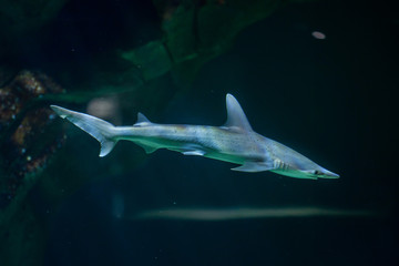 Fototapeta premium Bonnethead shark (Sphyrna tiburo)
